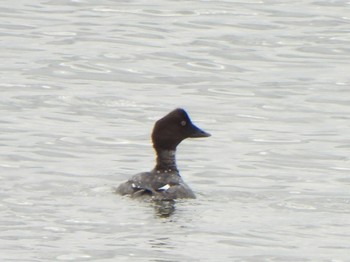 Sun, 12/24/2023 Birding report at Watarase Yusuichi (Wetland)