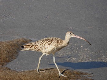 Far Eastern Curlew 鹿児島県　南サツマ市　万之瀬川河口 Mon, 10/22/2018