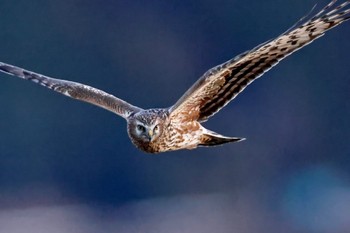 Hen Harrier 茨城県 Sat, 12/23/2023