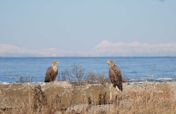 2023年12月25日(月) 風蓮湖の野鳥観察記録