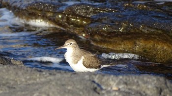 2023年12月26日(火) 城ヶ島公園の野鳥観察記録