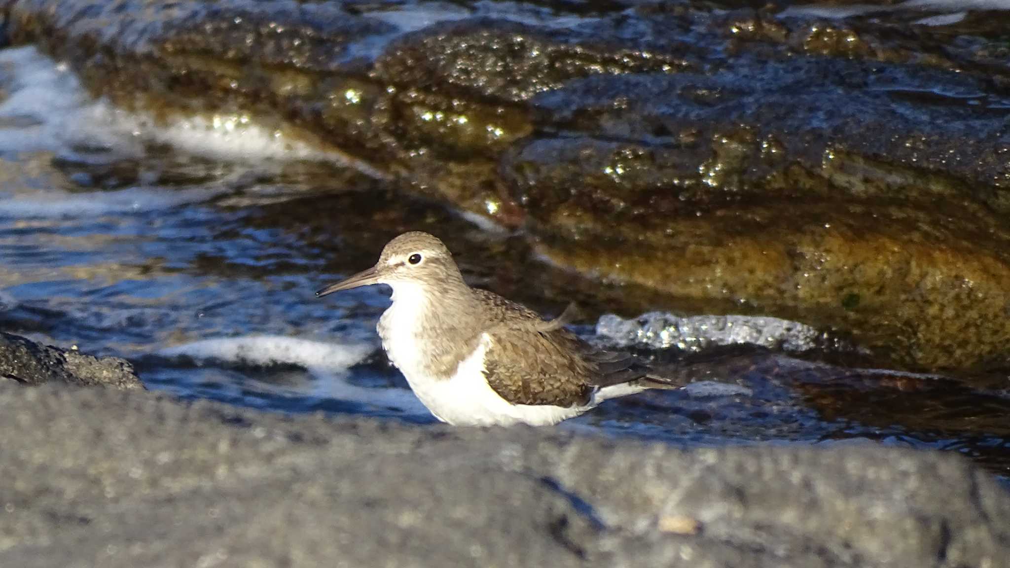 Common Sandpiper