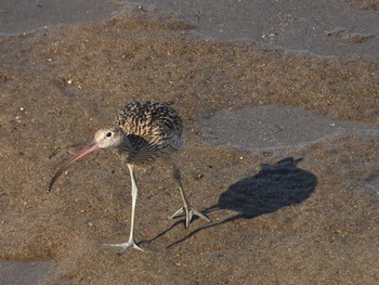 Far Eastern Curlew 鹿児島県　南サツマ市　万之瀬川河口 Mon, 10/22/2018