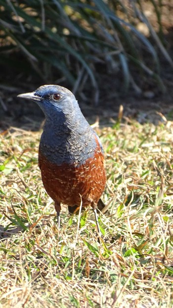 Blue Rock Thrush 城ヶ島公園 Tue, 12/26/2023