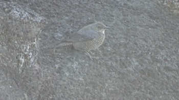 Blue Rock Thrush 城ヶ島公園 Mon, 12/25/2023