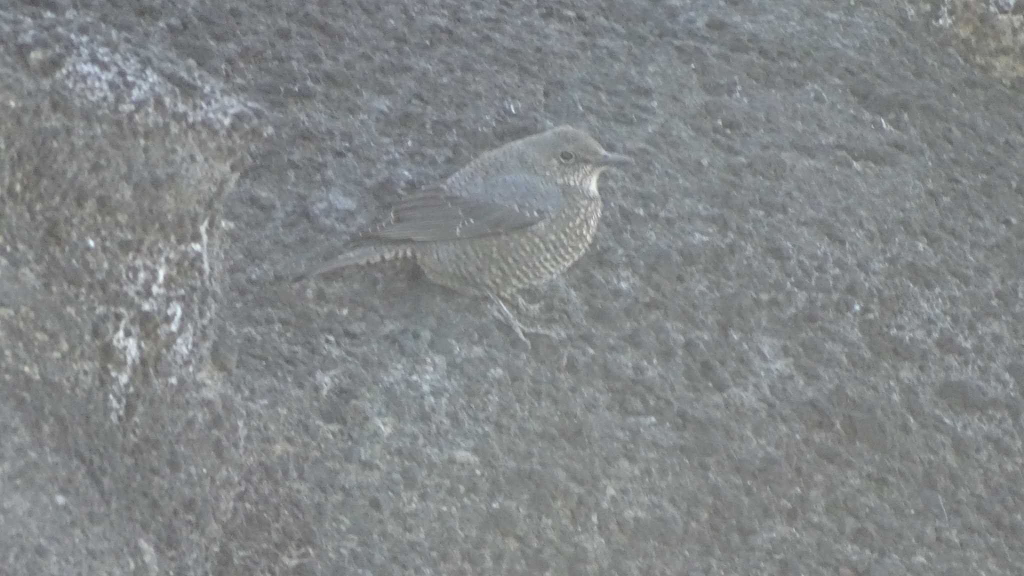 Blue Rock Thrush