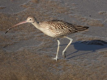 Far Eastern Curlew 鹿児島県　南サツマ市　万之瀬川河口 Mon, 10/22/2018