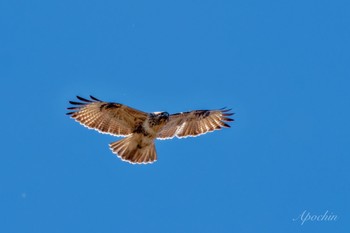 2023年12月23日(土) 涸沼の野鳥観察記録