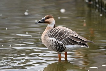 サカツラガン 大池親水公園 2023年12月24日(日)