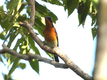 Mugimaki Flycatcher 兵庫県　神戸市西区 Sat, 10/20/2018