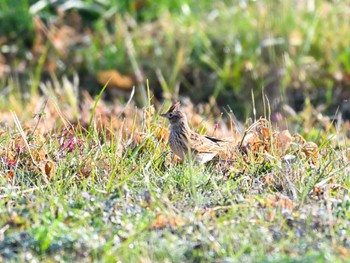 2023年12月10日(日) 平城宮跡の野鳥観察記録