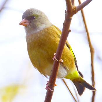 カワラヒワ 国営木曽三川公園  2023年12月21日(木)