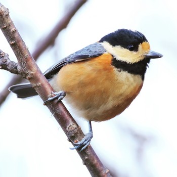 Varied Tit 長良川ふれあいの森 Thu, 12/21/2023