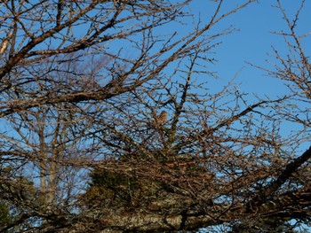 Meadow Bunting 天城高原 Tue, 12/26/2023