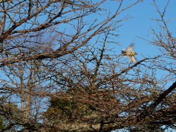 Meadow Bunting Unknown Spots Tue, 12/26/2023