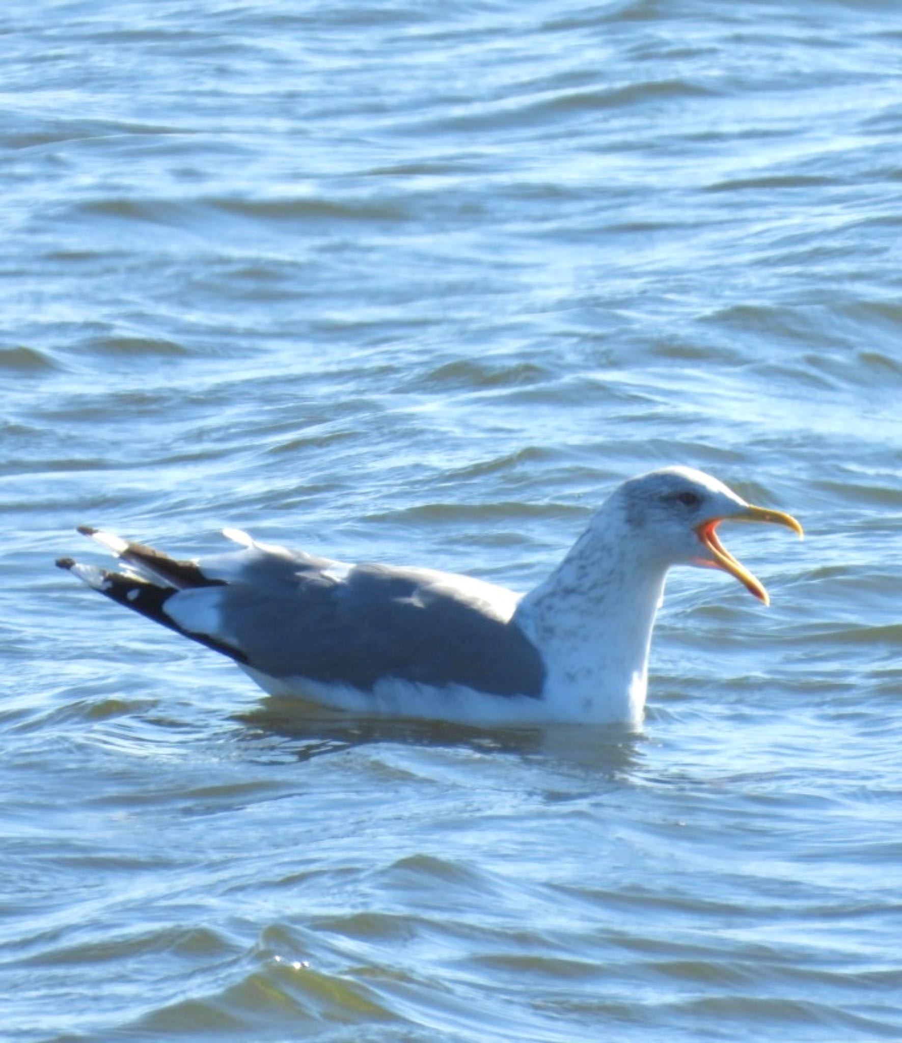 Vega Gull