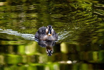 カルガモ 東京港野鳥公園 2018年10月21日(日)