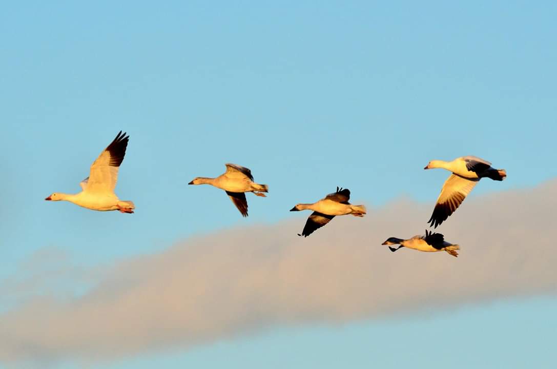 Snow Goose