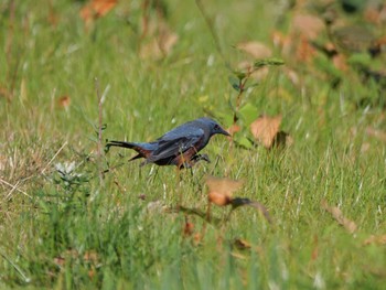 Blue Rock Thrush 静岡市 Mon, 12/25/2023