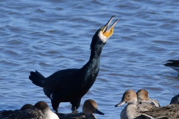 Great Cormorant 磐田大池 Sat, 12/23/2023