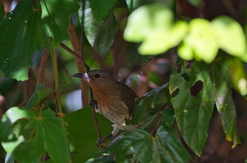 Philippine Bulbul マニラ Sat, 1/15/2022