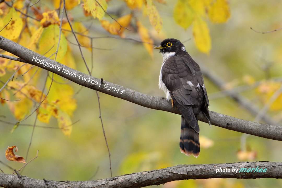 Malaysian Hawk-Cuckoo