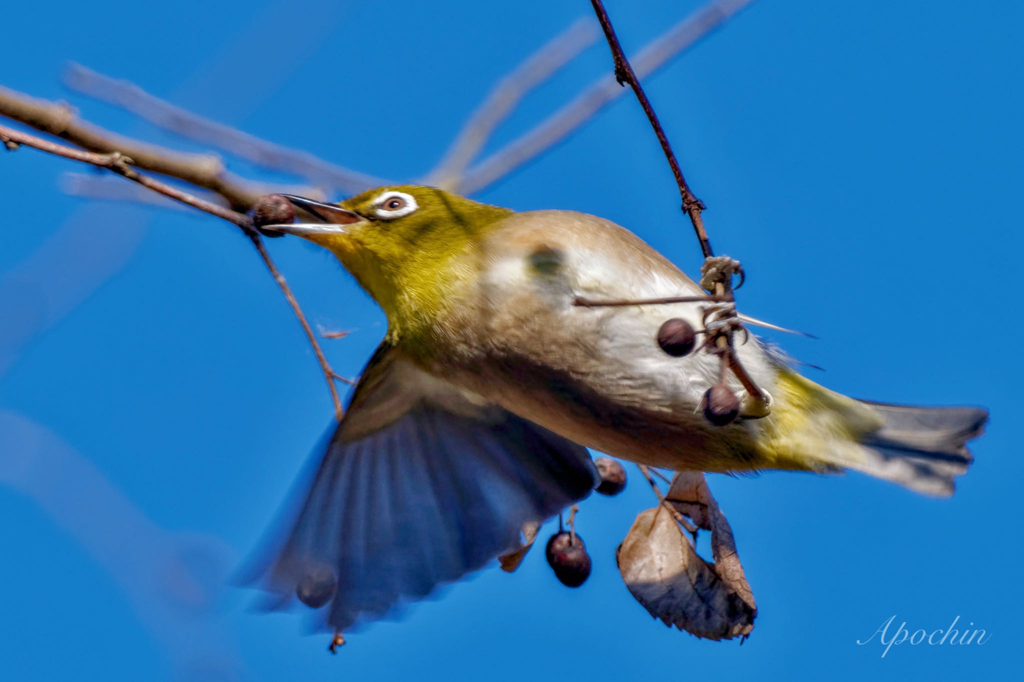 Warbling White-eye