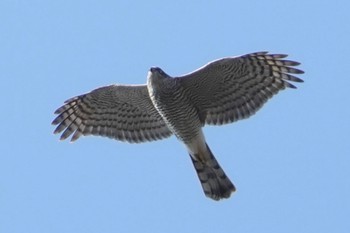 Eurasian Sparrowhawk Kyoto Gyoen Sun, 12/10/2023