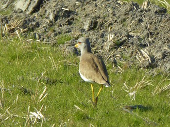 Grey-headed Lapwing 天野川 Tue, 12/26/2023