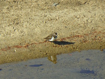 Common Sandpiper 天野川 Tue, 12/26/2023