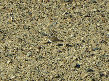 Long-billed Plover 天野川 Tue, 12/26/2023