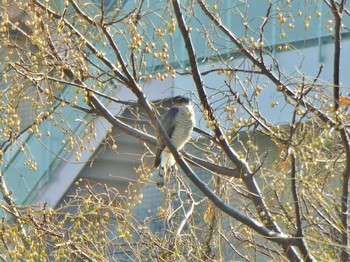 2023年12月26日(火) 天野川の野鳥観察記録