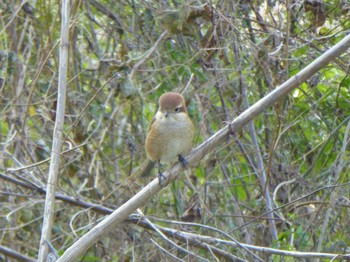 Bull-headed Shrike 天野川 Tue, 12/26/2023