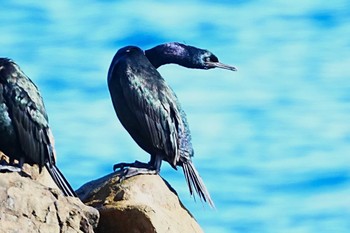 Pelagic Cormorant 平磯海岸 Sat, 12/23/2023