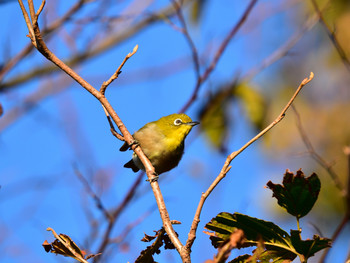 Warbling White-eye 東京24 Sun, 10/21/2018