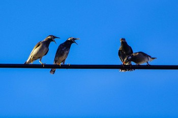 White-cheeked Starling 厚木つつじの丘公園 Thu, 12/21/2023