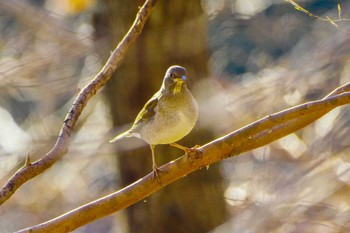 Pale Thrush 厚木つつじの丘公園 Thu, 12/21/2023