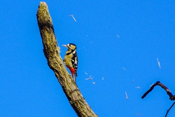 Great Spotted Woodpecker 厚木つつじの丘公園 Thu, 12/21/2023