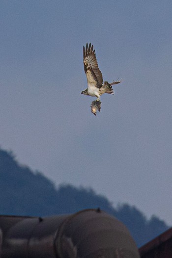 Osprey 島田川河口(山口県) Mon, 12/25/2023