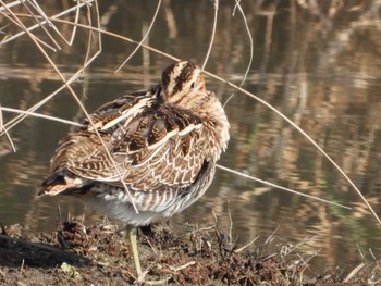 Common Snipe 岡山市百間川 Tue, 12/26/2023