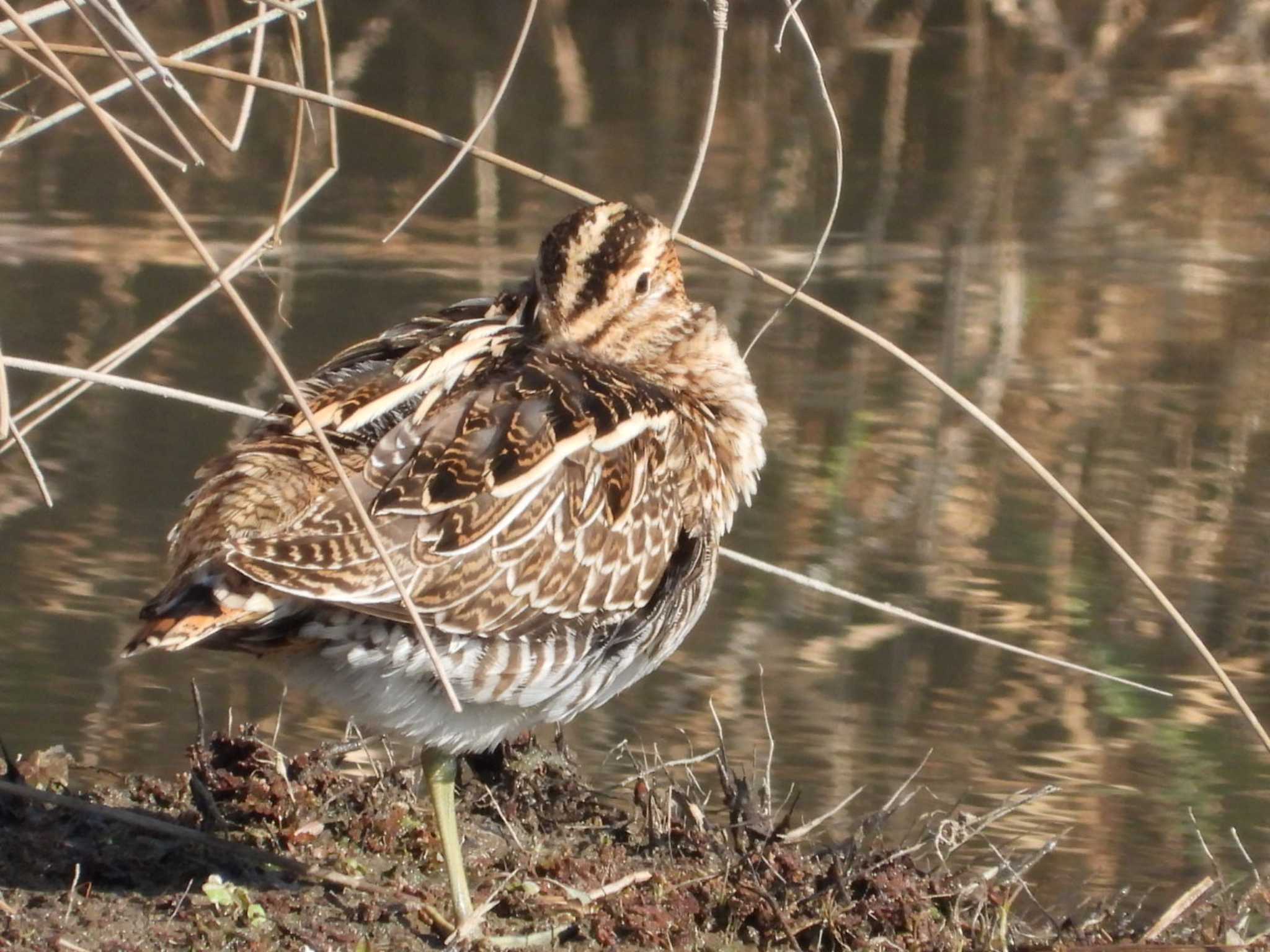 Photo of Common Snipe at 岡山市百間川 by タケ