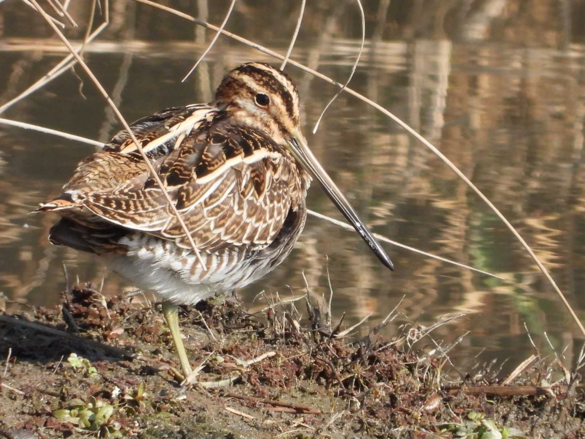 Photo of Common Snipe at 岡山市百間川 by タケ