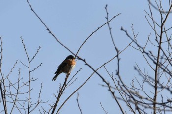 Brambling Miyagi Kenminnomori Sat, 12/23/2023