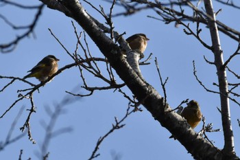 Grey-capped Greenfinch Miyagi Kenminnomori Sat, 12/23/2023