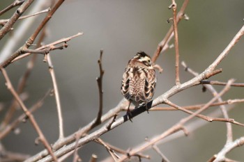 Rustic Bunting Miyagi Kenminnomori Sat, 12/23/2023