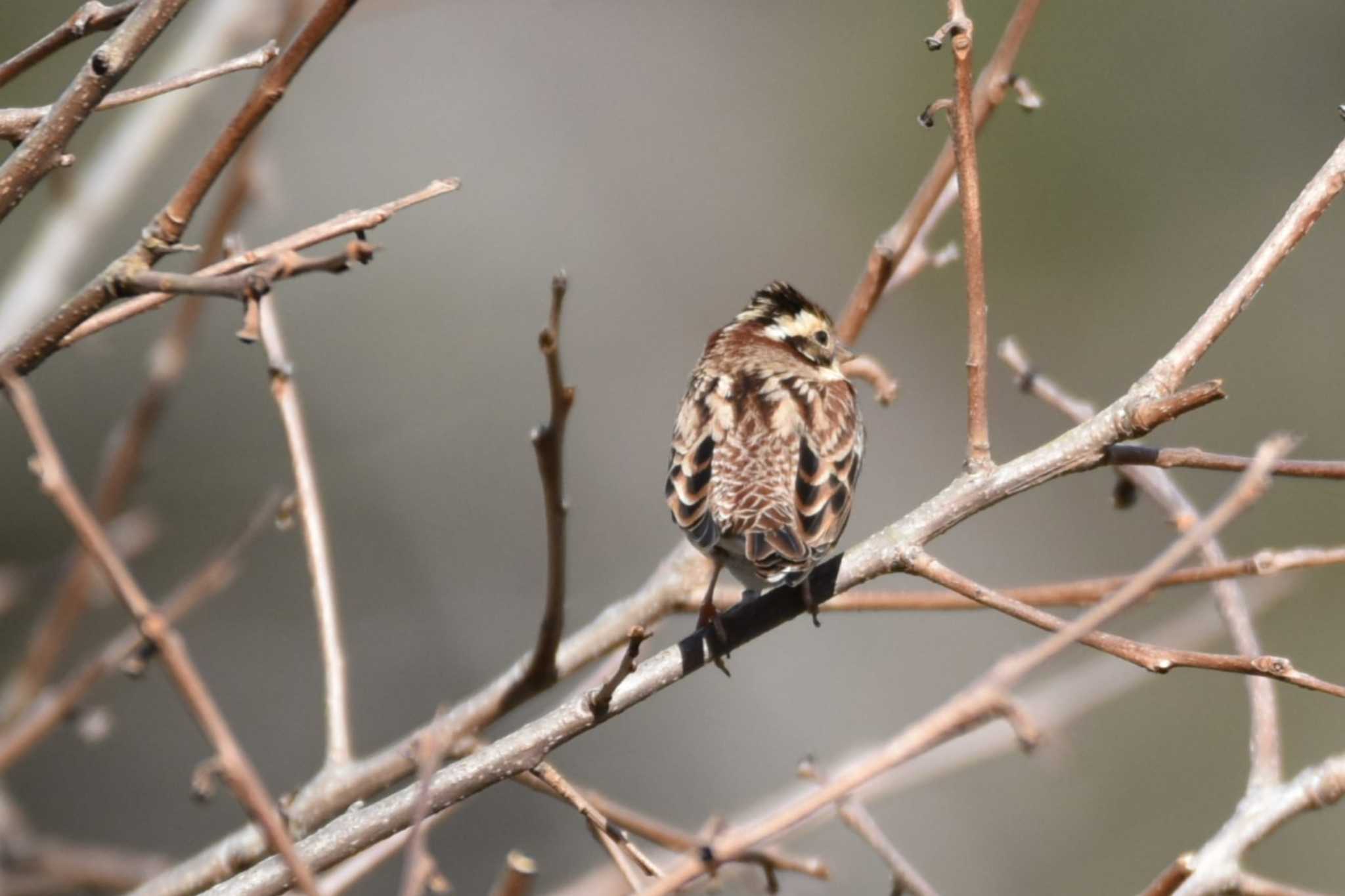 Photo of Rustic Bunting at Miyagi Kenminnomori by おんせんたま５