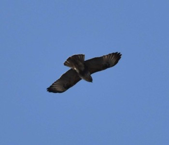 Eastern Buzzard Miyagi Kenminnomori Sat, 12/23/2023