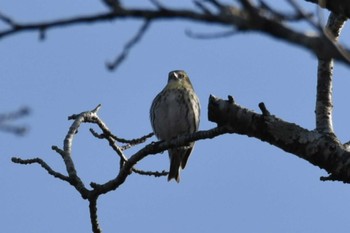 Eurasian Siskin Miyagi Kenminnomori Sat, 12/23/2023