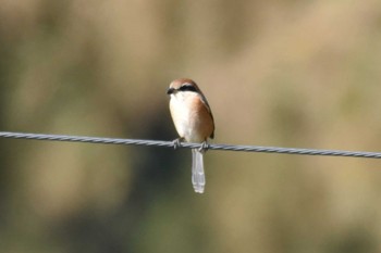 Bull-headed Shrike Miyagi Kenminnomori Sat, 12/23/2023