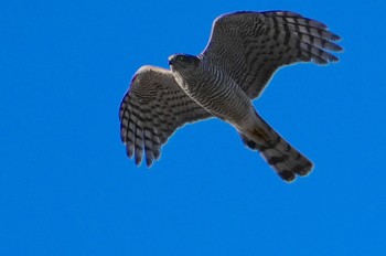 2023年12月26日(火) 万代池の野鳥観察記録